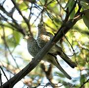 Scaled Dove