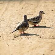 Scaled Dove