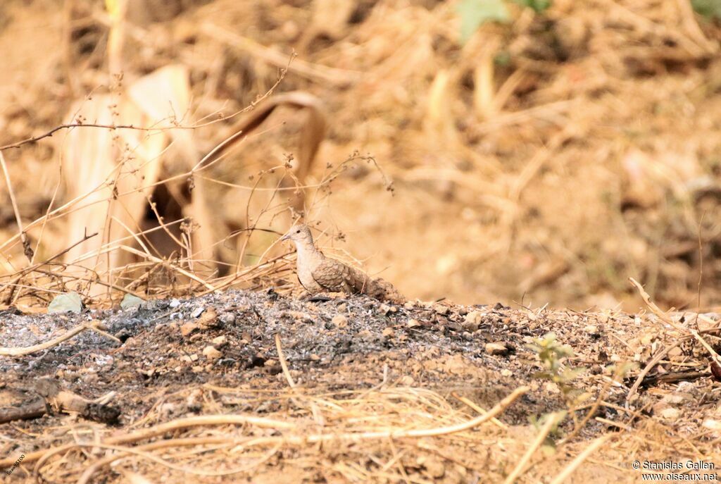 Inca Doveadult breeding, walking