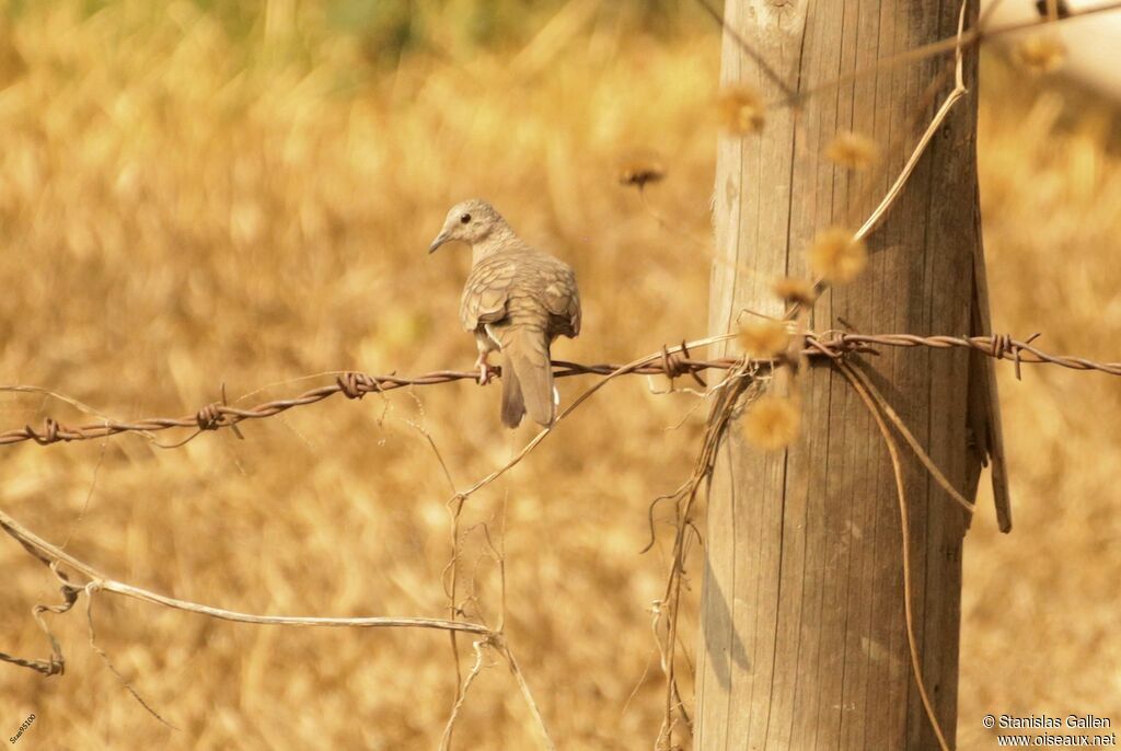 Inca Doveadult breeding