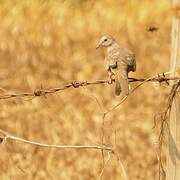 Inca Dove