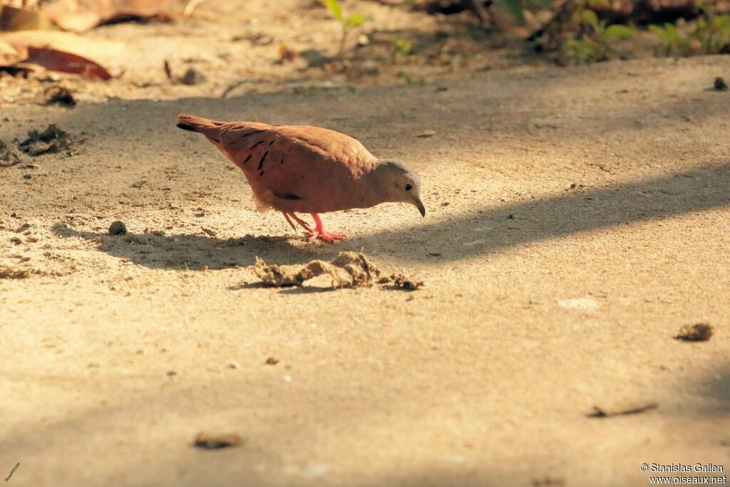 Ruddy Ground Doveadult, walking