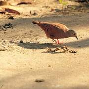 Ruddy Ground Dove