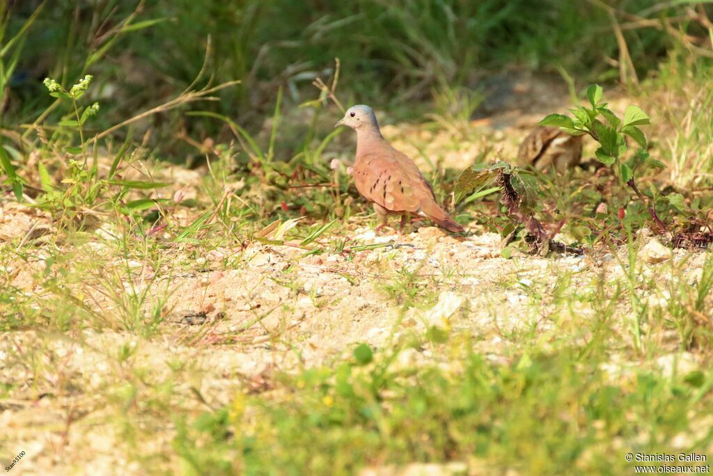 Ruddy Ground Doveadult breeding, walking