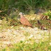 Ruddy Ground Dove