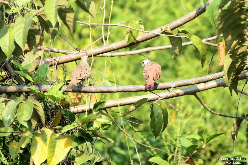 Ruddy Ground Doveadult breeding