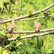 Ruddy Ground Dove