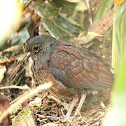 Ruddy Quail-Dove