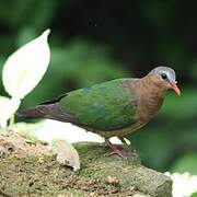 Common Emerald Dove