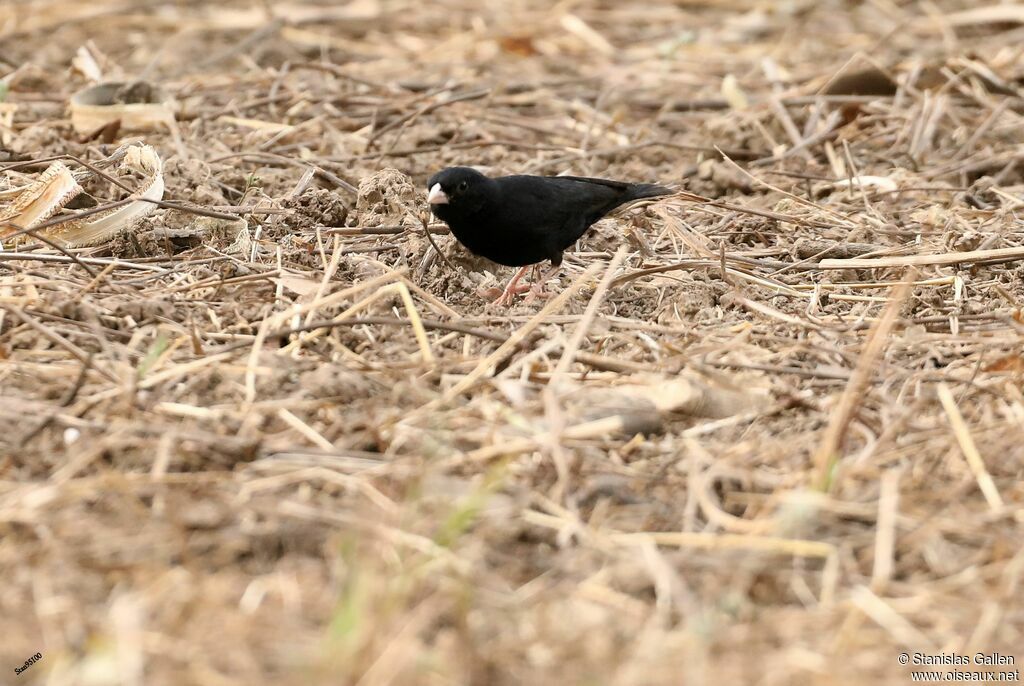 Village Indigobird male adult, eats