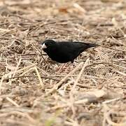 Village Indigobird