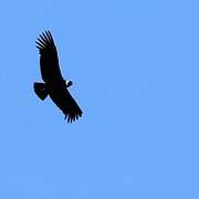 Andean Condor