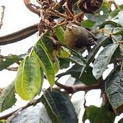 Cinereous Conebill