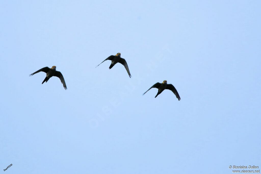 Yellow-eared Parrot, Flight