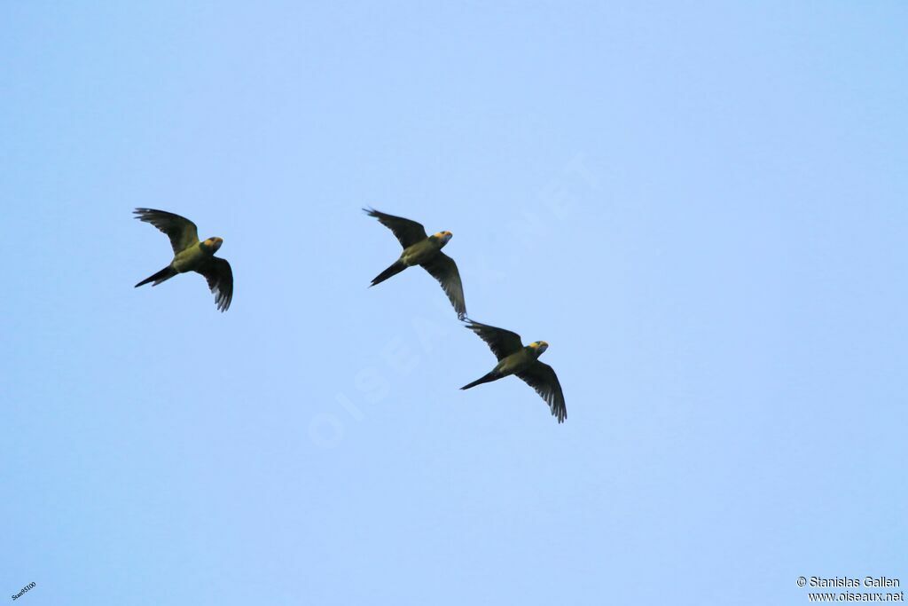 Conure à joues d'oradulte, Vol