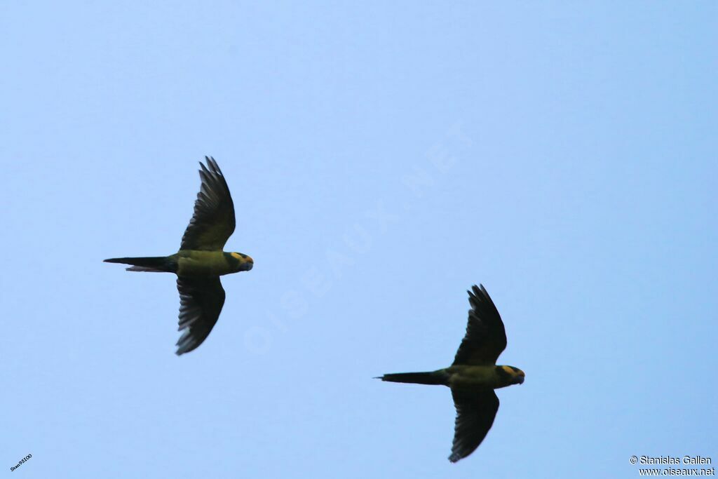 Yellow-eared Parrotadult, Flight