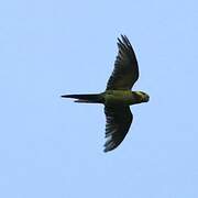 Yellow-eared Parrot