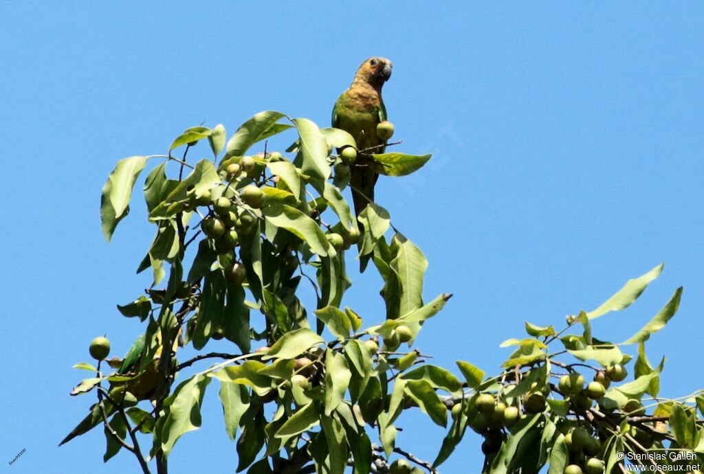 Conure cuivréeadulte nuptial, mange