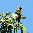 Conure cuivrée