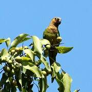 Brown-throated Parakeet