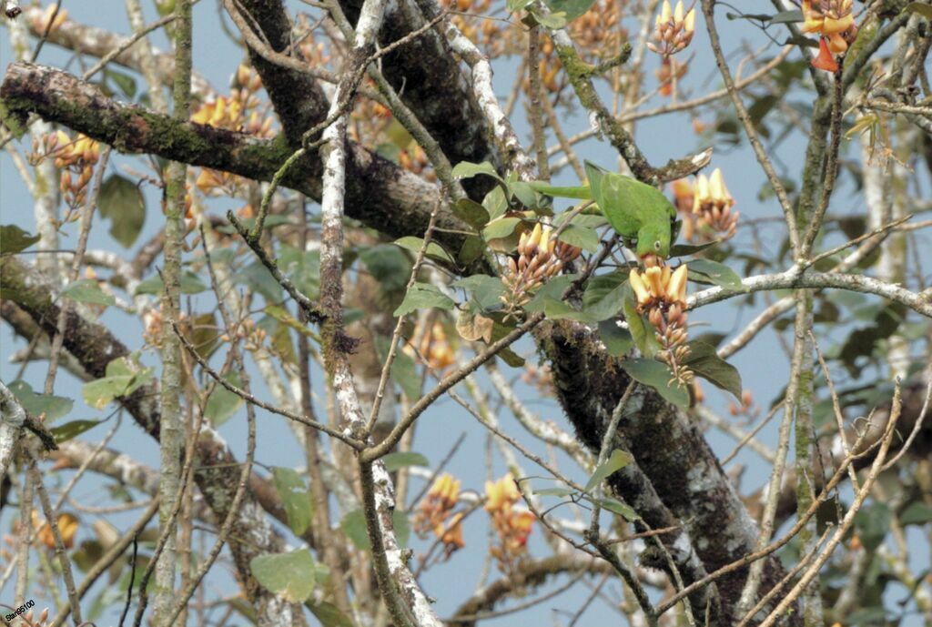 Finsch's Parakeetadult, eats