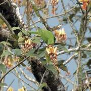 Conure de Finsch