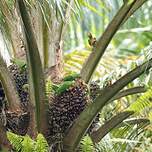 Conure de Finsch