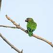 Conure de Weddell