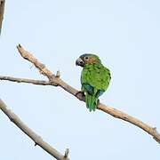 Dusky-headed Parakeet