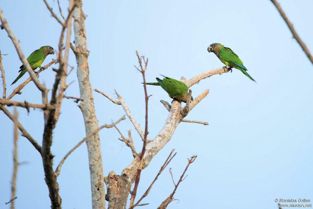 Dusky-headed Parakeetadult