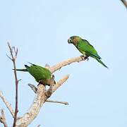 Dusky-headed Parakeet