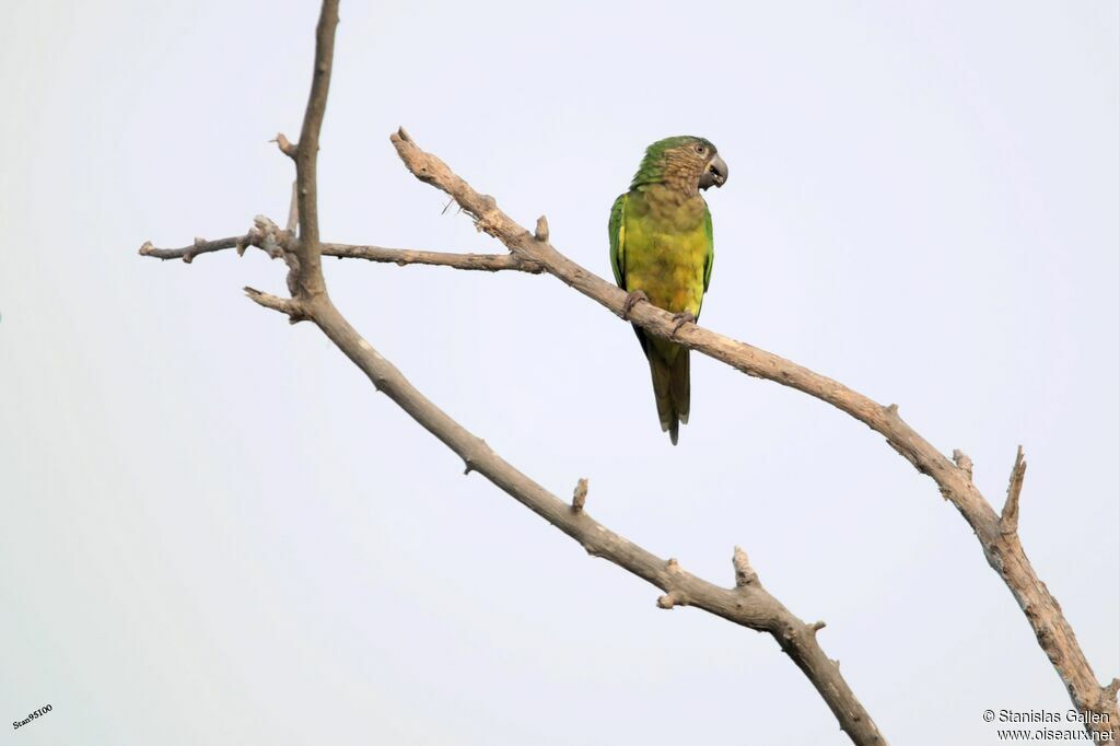 Conure de Weddelladulte