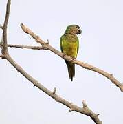 Dusky-headed Parakeet