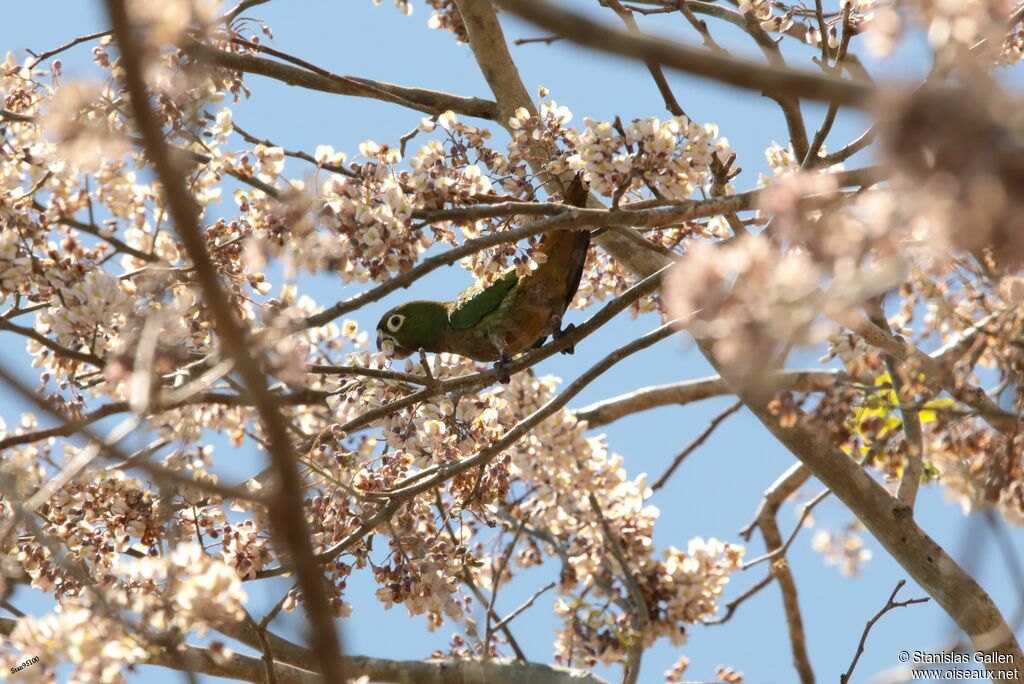 Olive-throated Parakeetadult, eats