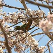 Olive-throated Parakeet