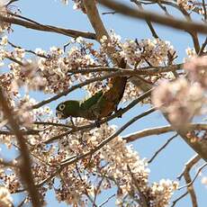 Conure naine