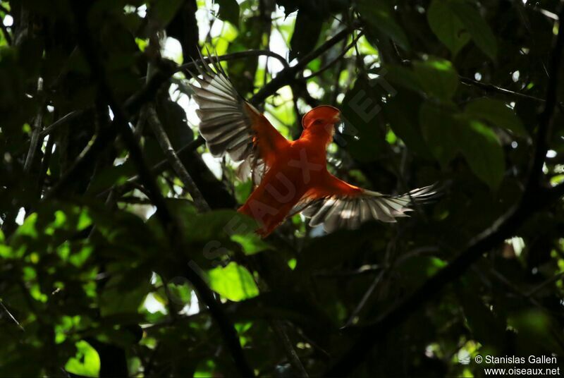 Coq-de-roche orange mâle adulte nuptial, Vol, parade