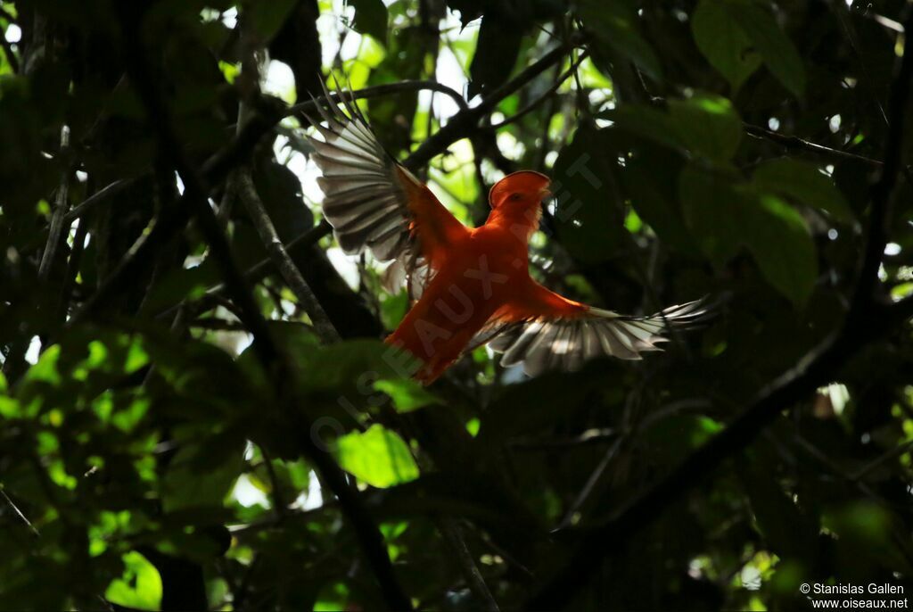 Guianan Cock-of-the-rock male adult breeding, Flight, courting display