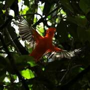 Guianan Cock-of-the-rock