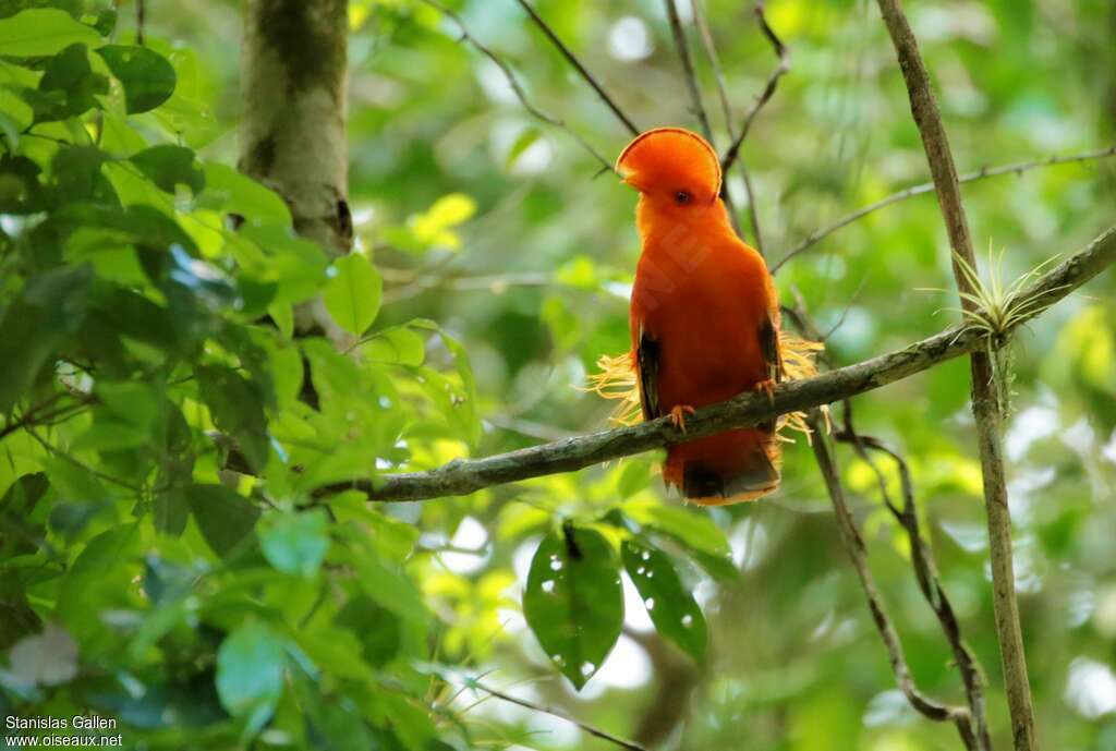 Guianan Cock-of-the-rock male adult, habitat, courting display