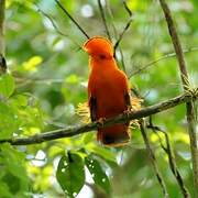 Guianan Cock-of-the-rock