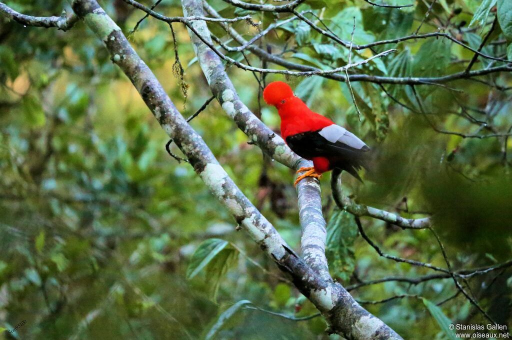 Andean Cock-of-the-rock male adult breeding, courting display