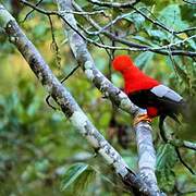 Andean Cock-of-the-rock