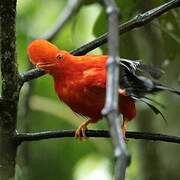 Andean Cock-of-the-rock