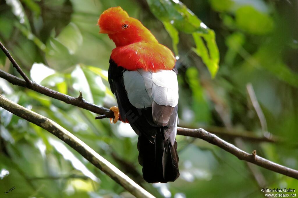 Andean Cock-of-the-rock