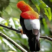 Andean Cock-of-the-rock