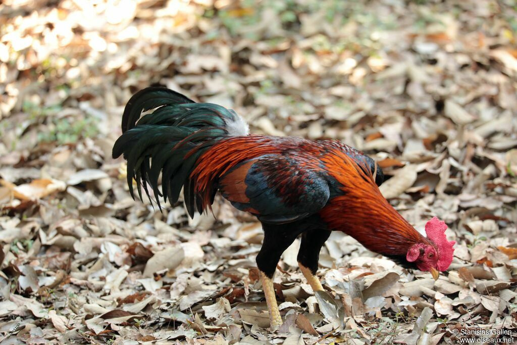 Red Junglefowl male, eats