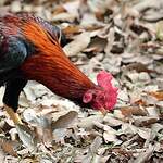 Red Junglefowl