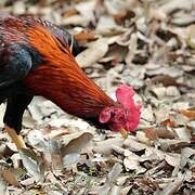 Red Junglefowl