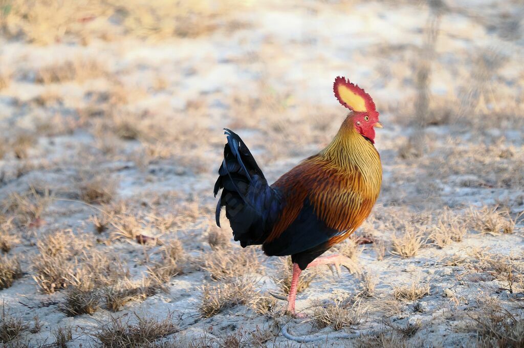 Sri Lanka Junglefowl male adult breeding